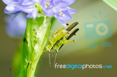 Mating Locust (oxya Japonica) Stock Photo