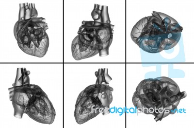 Medical  Illustration Of The Heart Stock Image