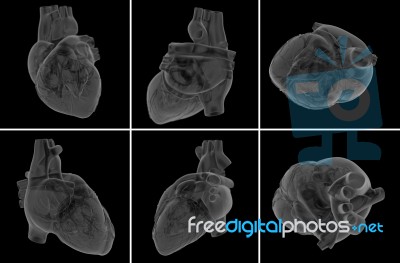 Medical  Illustration Of The Heart Stock Image