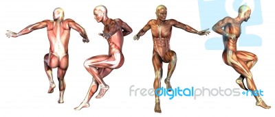 Medical Illustration Of The Muscle Stock Image