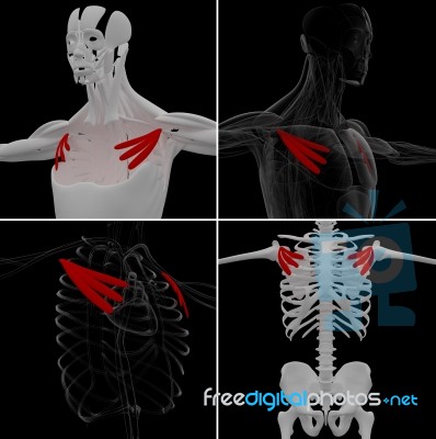 Medical Illustration Of The Pectoralis Minor Stock Image