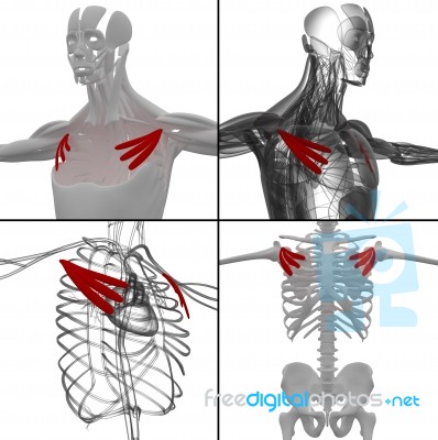 Medical Illustration Of The Pectoralis Minor Stock Image