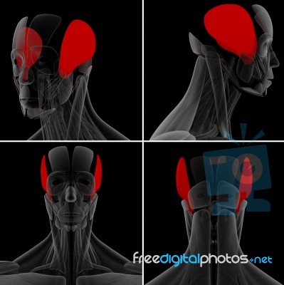 Medical Illustration Of The Temporalis Stock Image