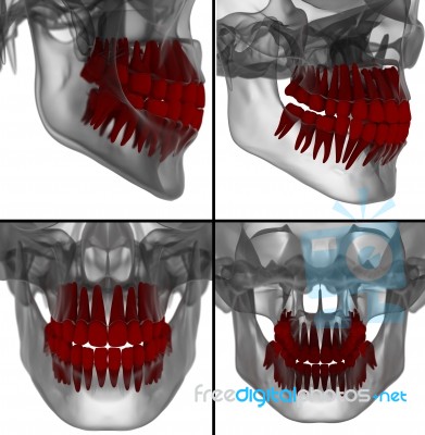 Medical Illustration Of The Tooth On Background Stock Image
