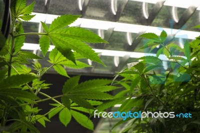 Medical Marijuana Growing Under Fluorescent Lamps Stock Photo