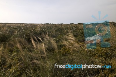 Mediterranean Native Vegetation Stock Photo