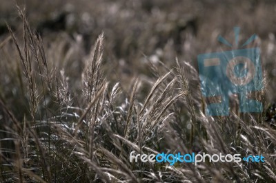 Mediterranean Needle Grass (stipa Capensis) Stock Photo