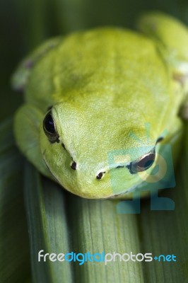 Mediterranean Tree Frog Stock Photo