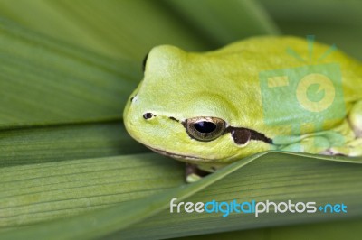 Mediterranean Tree Frog Stock Photo