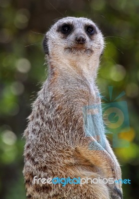 Meerkat Stock Photo