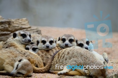 Meerkat Stock Photo