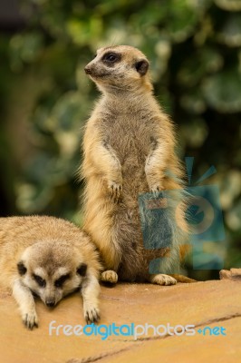 Meerkat Stock Photo