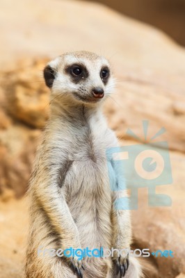 Meerkat Or Suricate, Suricata Suricatta Stock Photo