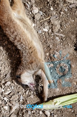 Meerkat Or Suricate (suricata Suricatta) Stock Photo