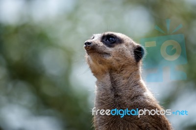 Meerkat Or Suricate (suricata Suricatta) Stock Photo