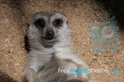 Meerkat Or Suricate (suricata Suricatta) Stock Photo