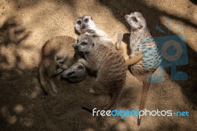 Meerkat Or Suricate (suricata Suricatta) Stock Photo