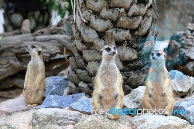 Meerkats Family Standing Alert Stock Photo