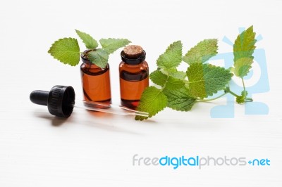 Melissa Lemon Balm Essential Oil With Fresh Leaves Stock Photo