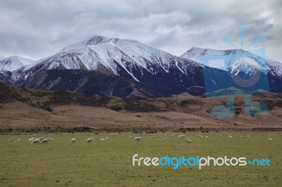 Merino Sheep In Rural Farm New Zealand Stock Photo