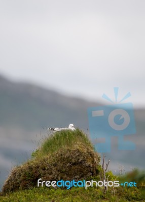 Mew Gull On Its Nest By The Sea Stock Photo