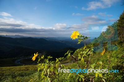 Mexican Sunflowers Field Stock Photo