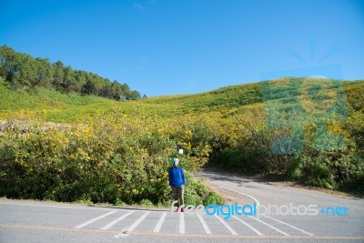 Mexican Sunflowers Field Stock Photo