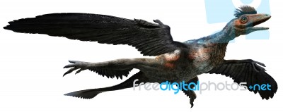 Microraptor Stock Image