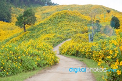 Middle Road Flower Field Stock Photo