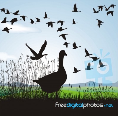 Migrating Geese Stock Image