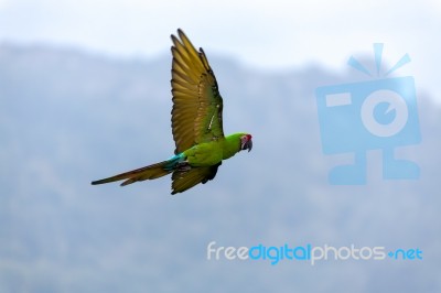 Military Macaw (ara Militaris) Stock Photo