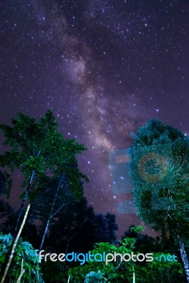 Milky Way And Some Trees. In The Mountains Of Bolaven Plateau Stock Photo