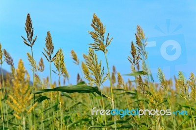 Millet Field Stock Photo Millet Field Stock Photo