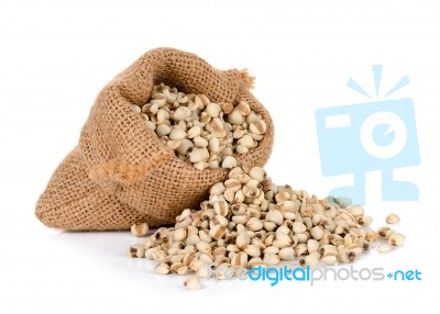 Millet Rice , Millet Grains Wiht Sack Isolated Stock Photo