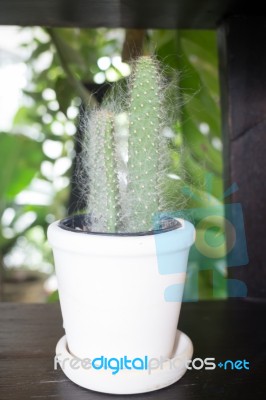 Mini Cactus In White Pot Stock Photo
