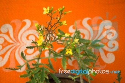 Mini Flower Pot Decorated On The Table Stock Photo