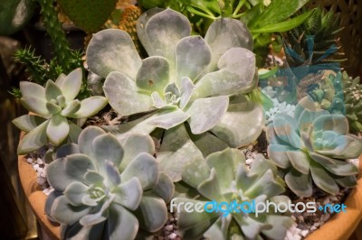 Miniature Succulent Plants Pot Up Close Stock Photo