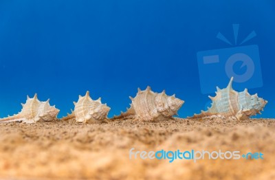 Minimalist Background Representing The Summer With Snails Clams Goggles And Sand On Celestial Stock Photo