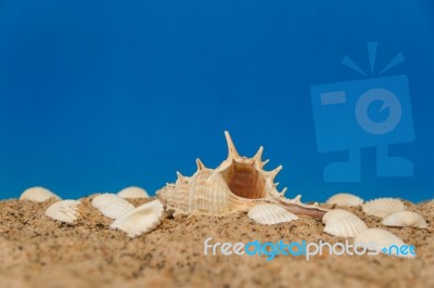 Minimalist Background Representing The Summer With Snails Clams Goggles And Sand On Celestial Stock Photo