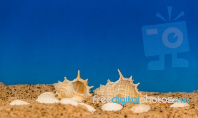 Minimalist Background Representing The Summer With Snails Clams Goggles And Sand On Celestial Stock Photo
