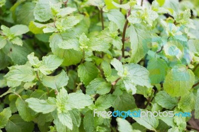 Mint Plant In Home Garden Stock Photo