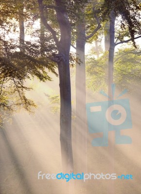 Misty Atmosphere And Sunbeam Stock Photo