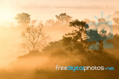 Misty Clouds Beautiful Foggy Forest During Sunrise Mountains Stock Photo