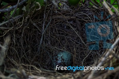 Mockingbird Egg Stock Photo