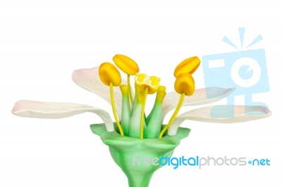 Model Of Flower With Stamens And Pistils On White Background Stock Photo