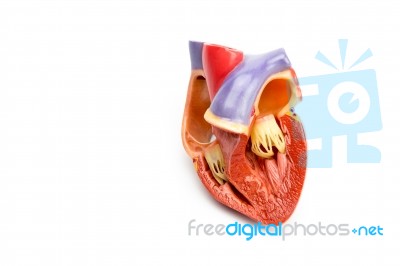 Model Of Open Human Heart Isolated On White Background Stock Photo