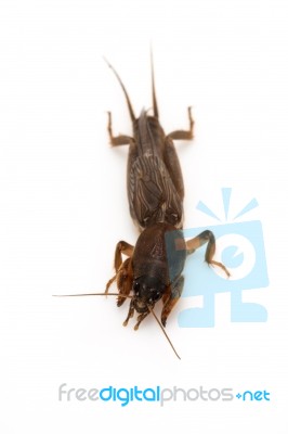 Mole Cricket Stock Photo