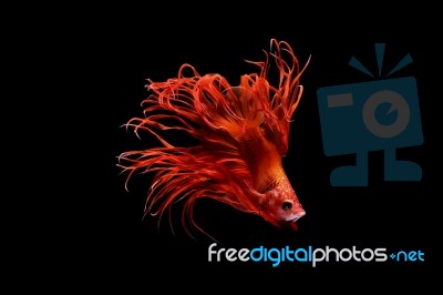 Moment Of Betta Fish, Siamese Fighting Fish Isolated  Stock Photo