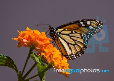 Monarch Butterfly Stock Photo
