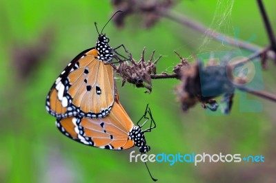 Monarch Butterfly  Stock Photo